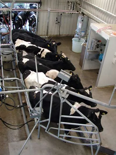 Herringbone dairy shed