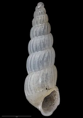 Striarcana cryptolira