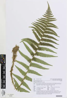 Dryopteris filix-mas