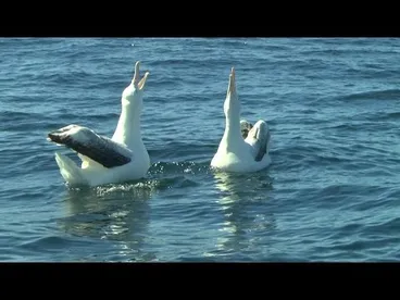 Image: Protect Our Southern Seas