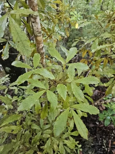 Pseudopanax discolor