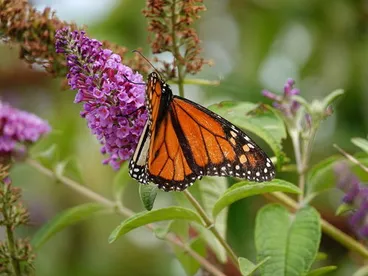 Monarch Image: Monarch