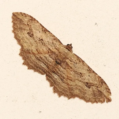 Austrocidaria bipartita