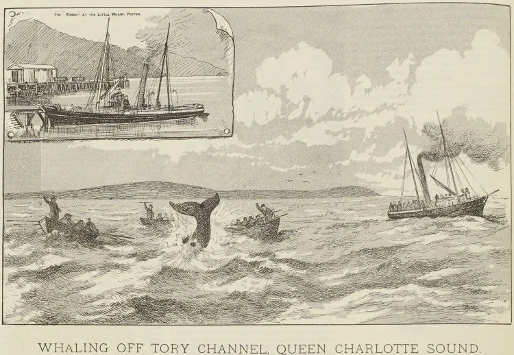 Whaling off Tory Channel, Queen Charlotte Sound