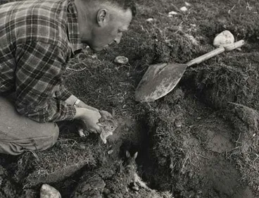 Image: Digging up rabbit holes