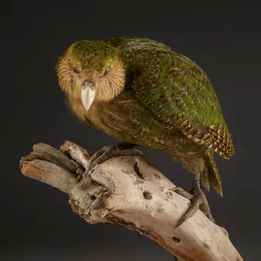 Image: Strigops habroptila