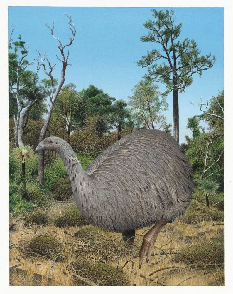 Eastern Moa. Emeus crassus. From the series: Extinct Birds of New Zealand.