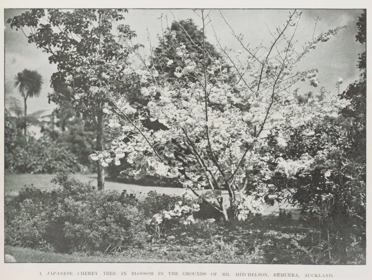 A Japanese cherry tree in blossom in the grounds of Mr Mitchelson, Remuera, Auckland