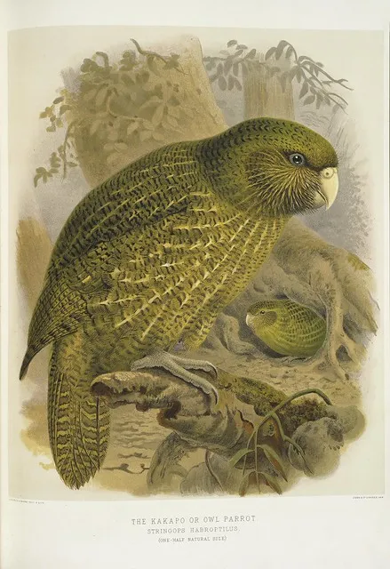 Keulemans, John Gerrard 1842-1912 :The kakapo or owl parrot. Stringops habroptilus. (One-half natural size). / J. G. Keulemans delt. & lith. [Plate XIX. 1888].