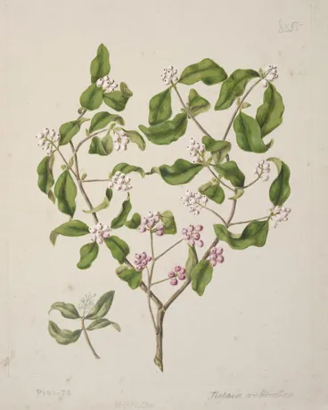 Image: [Piri-ta; Tupeia antarctica]