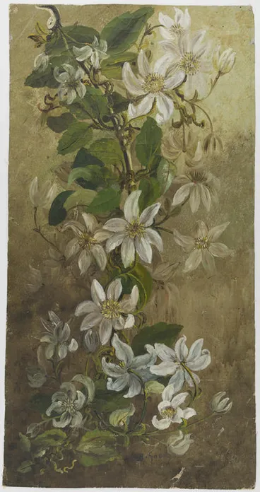 Image: Untitled (Bush Clematis)