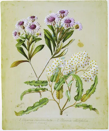 Image: Olearia semidentata; O. ilicifolia