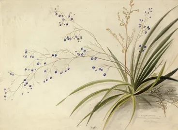 Image: Harris, Emily Cumming, 1837-1925: Dianella intermedia. Blue berry. [1890s?]