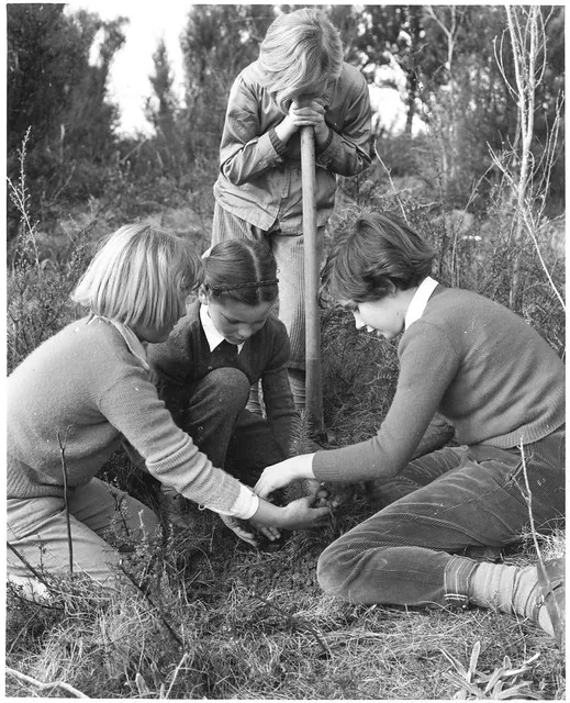 Planting in Nelson for Arbor Day, 1959