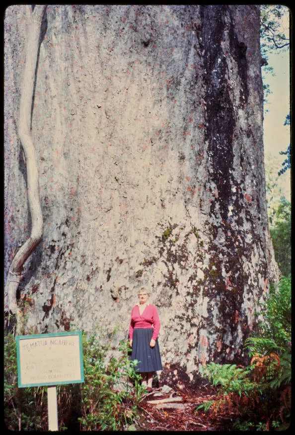 Te Matua Ngahere, 1962