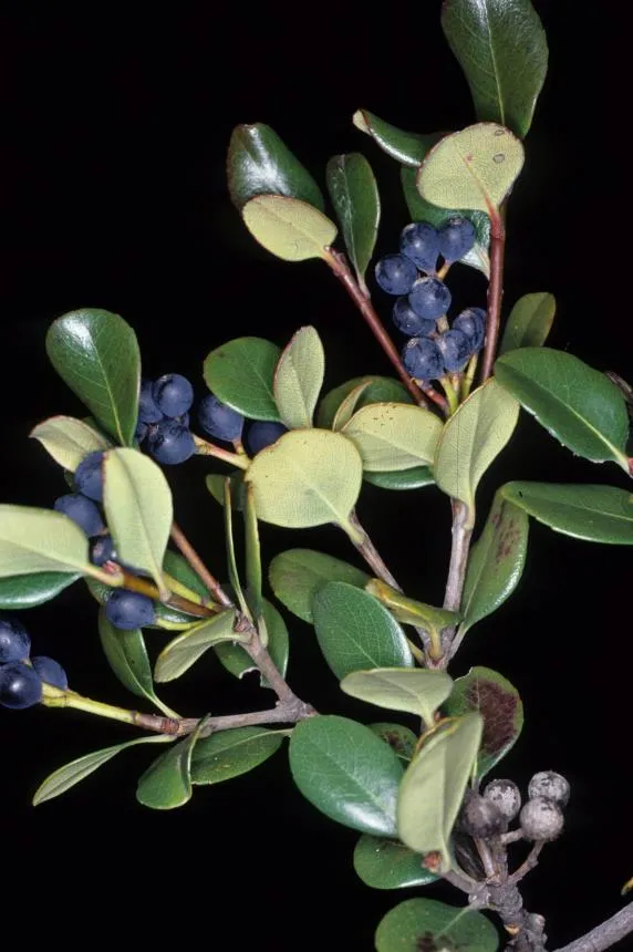 Rhaphiolepis umbellata (Thunb.) Makino - sexton's bride, Yedda hawthorn, Yeddo hawthorn