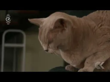 Image: New Zealand's best cats battle for glory