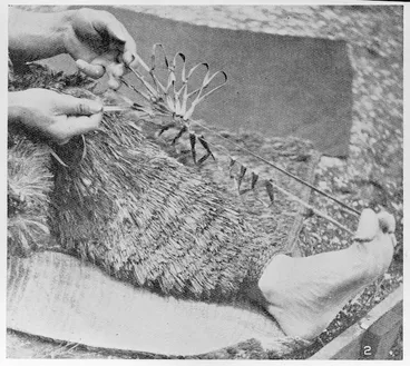 Image: Making a Maori fishing net
