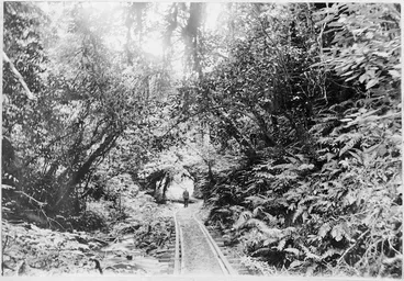 Image: Bush tramway showing wooden rails, at Akatarawa, Price's Bush, circa 1903