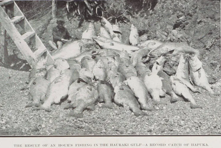 The result of an hour's fishing in the Hauraki Gulf - a record catch of Hapuka