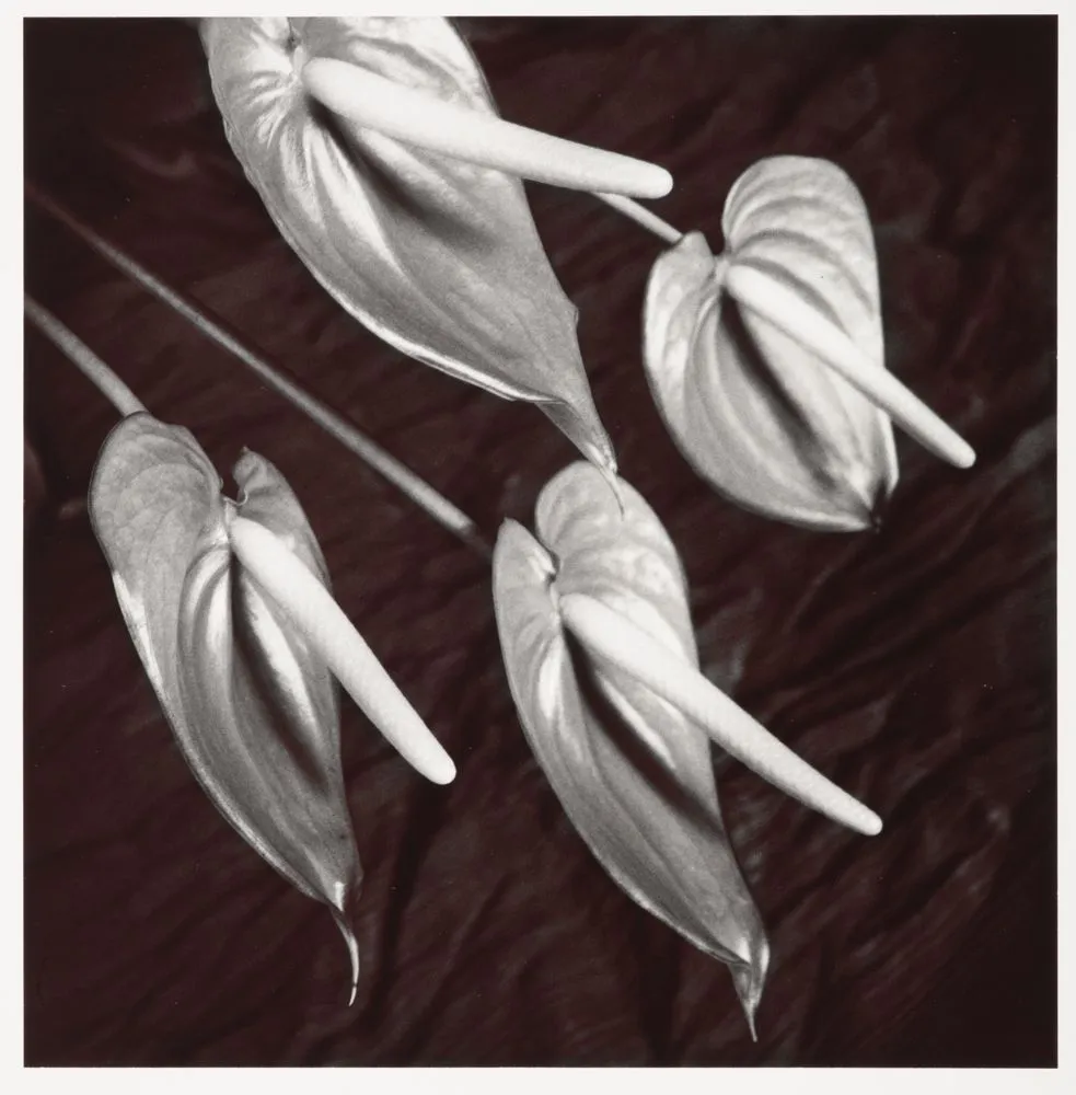 Night Hawk. no. 4. Naughty boys