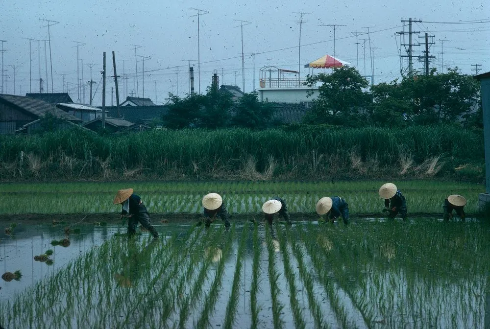 Japan Series: Honshu Village