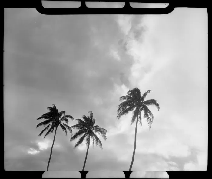 Coconut Palm trees, Fiji