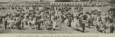 Image: Grand parade at the Stratford Agricultural and Pastoral Society, featuring cattle and horses