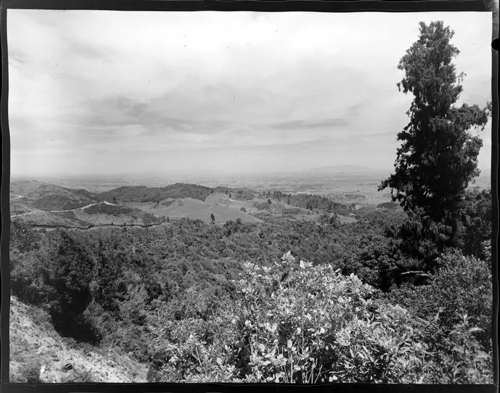 Looking across the bush to the hills and plains beyond, on the Kaimai highway near Tauranga