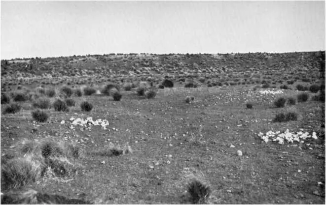 Clusters of Moa Bones on the Southern Margin of the Waitaki Camp Site