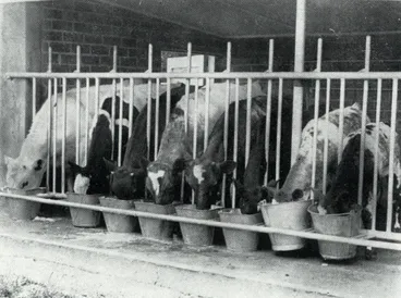 Image: 1950 College farm