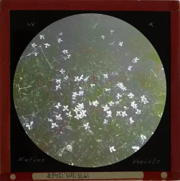 Image: Lantern Slide: Native violets