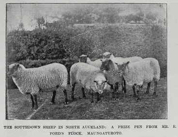 Image: The Southdown sheep in North Auckland: A prize pen from Mr E Ford's flock. Maungaturoto