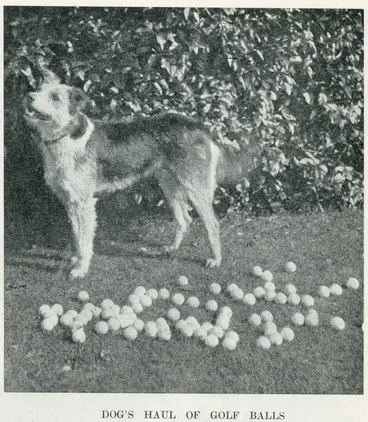 Image: Dog's haul of golf balls