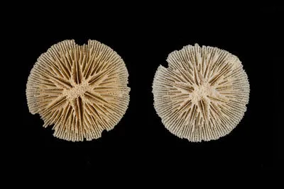 Letepsammia formosissima