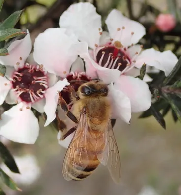 Image: Western Honey Bee