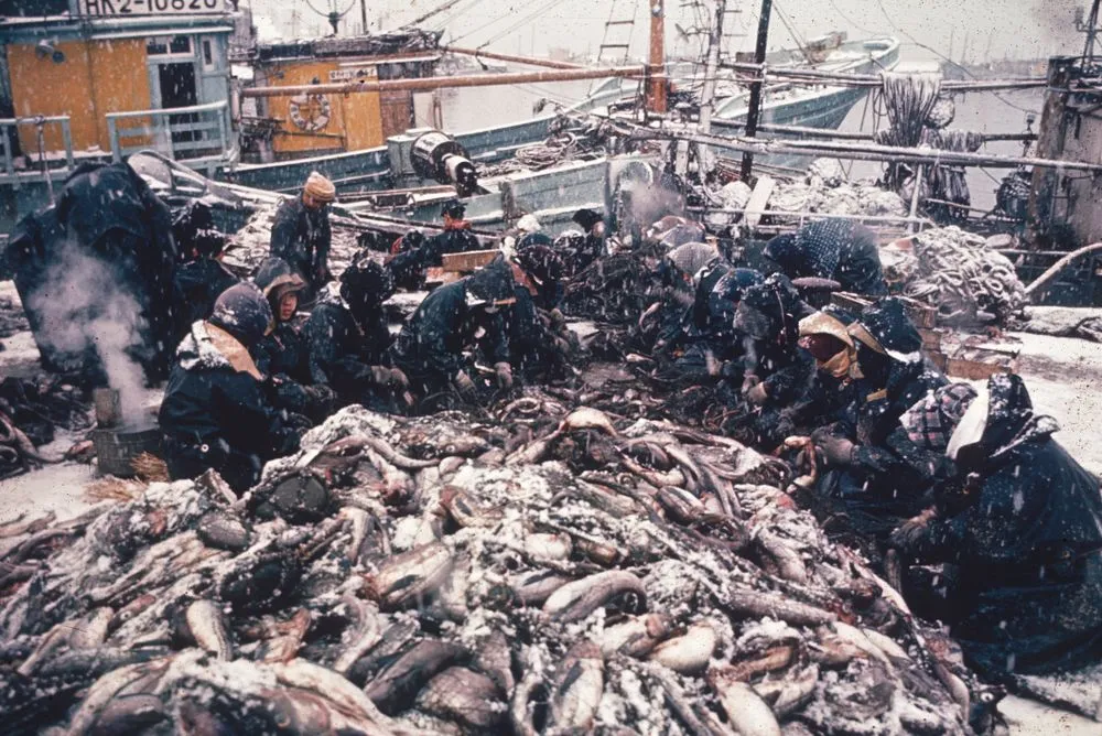 Furubia fish market, Shakotan Peninsula, Hokkaido. Taken for a series on Japan for Life