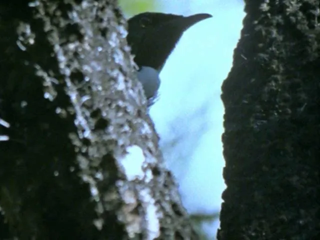 Tūī collecting honeydew
