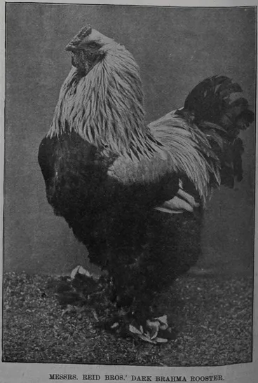 Messrs Reid Bros' dark Brahma rooster Image: Messrs Reid Bros' dark Brahma rooster