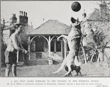 Image: A Dog That Looks Forward to the Opening of the Football Season
