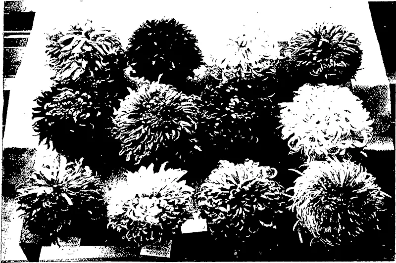 TWELVE DISTINCT VARIETIES JAPANESE: MESSRS HOWDEN AND MONCRIEFP, FIRST PRIZE. (Otago Witness, 18 May 1904)