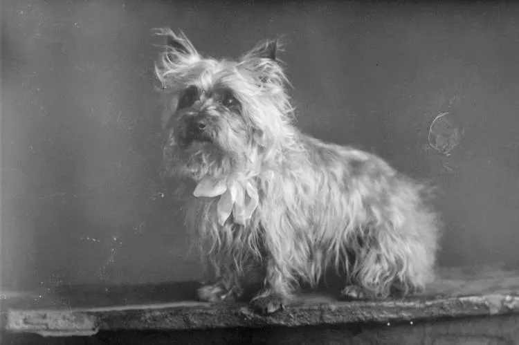 Portrait of a dog, 1909