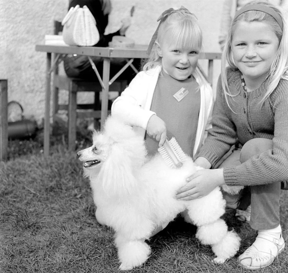 Animal Rescue Dog Show.