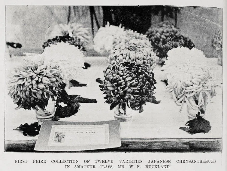 Prize Collections at the Cambridge Chrysanthemum Society show