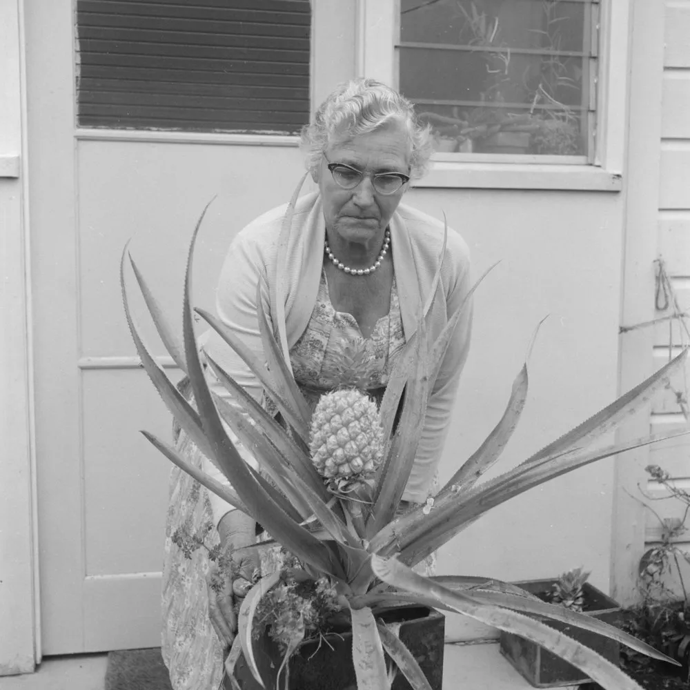 Pineapple of Mr G. W. Lowe from Mount Maunganui, 1961