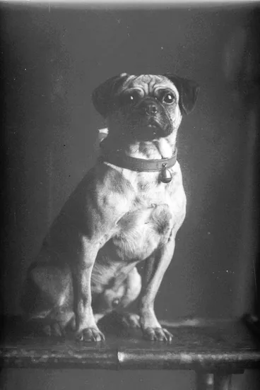 Watkins' pug dog, 1909 Image: Watkins' pug dog, 1909