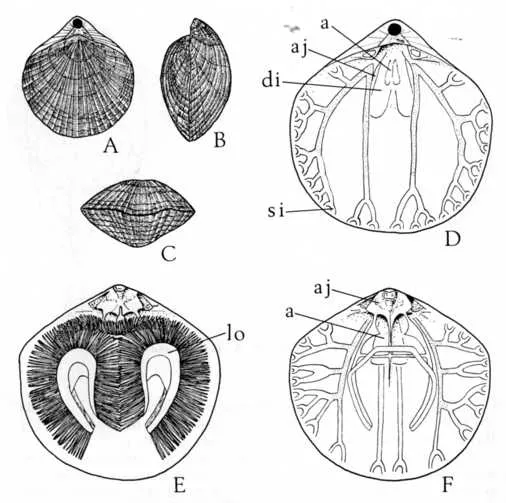 Figure 8: Gyrothyris mawsoni. A, B, C. Brachial side, and anterior views. D. Pedicle interior showing complete pallial sinuses; portions used for egg storage are stippled. E. Brachial interior showing plectolophous lophophore; filaments exaggerated in ...