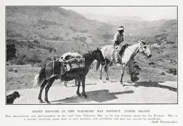 Image: Sheep droving in the Tokomaru Bay District, North Island