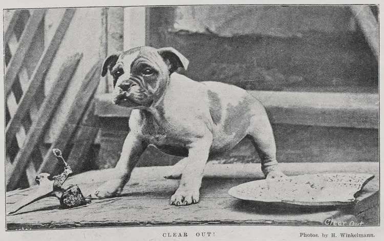 His Christmas Dinner. Clear out!