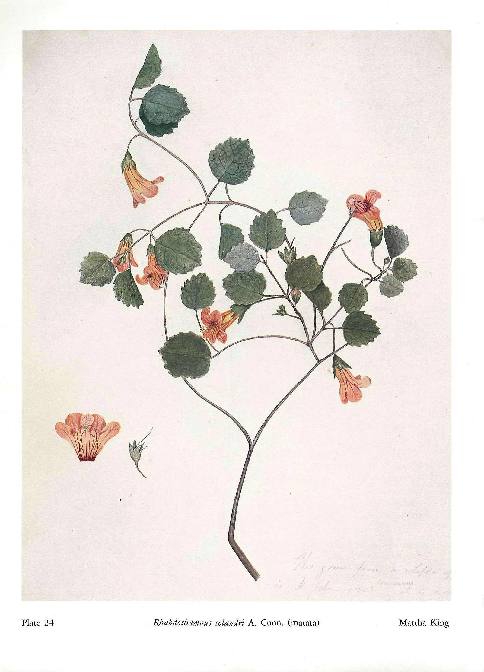 Plate 24 Rhabdothamnus solandri A. Cunn. (matata) Martha King